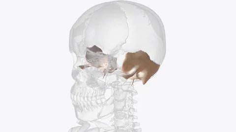The temporal bone contributes to the lower lateral walls of the skull 스톡 일러스트