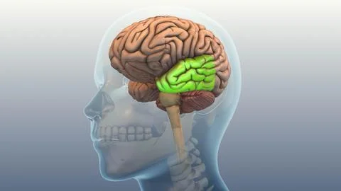 Temporal Lobe Condition Triggering Tinnitus Symptoms Stock Illustration