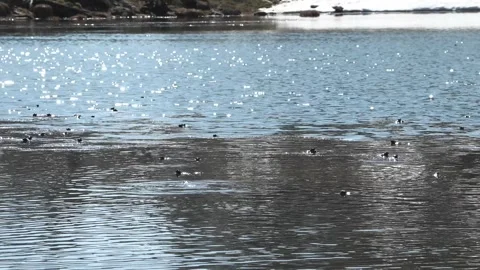 Temporary frog, (Rana temporaria) Stock Footage 240496341