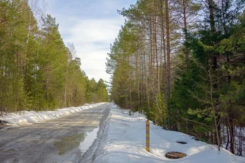 Temporary winter road in puddles of thawed snow among coniferous trees. Foto stock