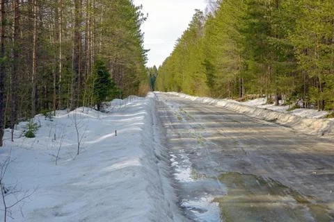 Temporary winter road in puddles of thawed snow among coniferous trees. Stock Photos
