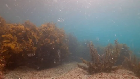 Temprate ocean thick with salps and zoo plankton in New Zealand Stock Footage 95373497