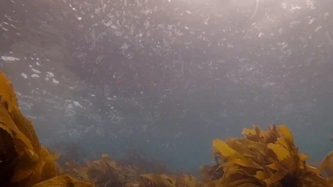 Temprate ocean thick with salps and zoo plankton in New Zealand Stock Footage 95375862