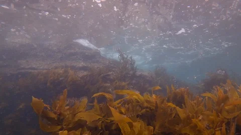 Temprate ocean thick with salps and zoo plankton in New Zealand Stock Footage 95376351