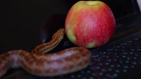Tempter serpent crawling on a laptop 스톡 동영상 65226513