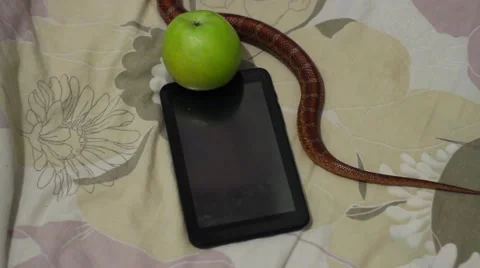 Tempter serpent crawling on the tablet Stock Footage 65226520