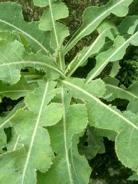 TEMPUYUNG Stock Photos