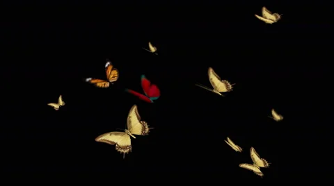 Ten butterflies flying and the camera rotates Video stock 44862071