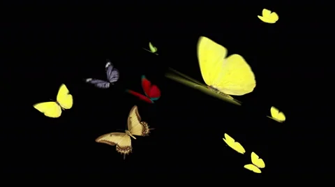 Ten butterflies flying  Video stock 44288382