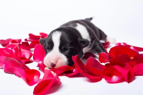 Ten days old excellent puppies of the Welsh Corgi Pembroke; is isolated on .. Stock Photos