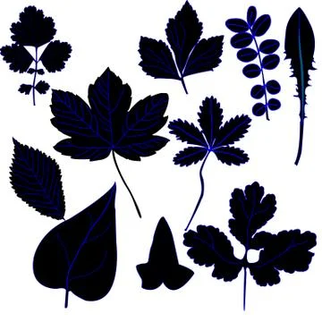 Ten different types of leafs; Stock Illustration
