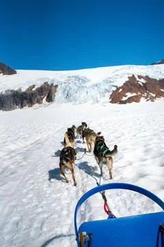 Ten dog sled team pulling sleigh through the snow on top of a glacier in alas Stock Photos