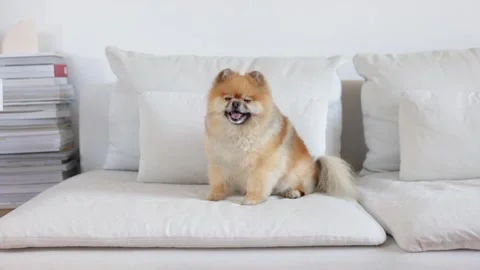 Ten Dogs Doing Hilarious Things That’ll Brighten Your Day Stock Footage 308015704