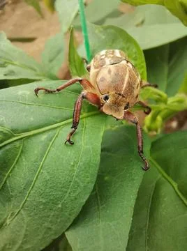 Ten - lined June Beetle (Polyphylla decemlineata) Stock Photos