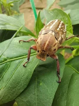 Ten - lined June Beetle (Polyphylla decemlineata) Stock Photos