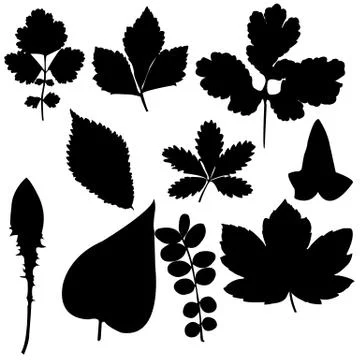 Ten silhouettes of leaf Stock Illustration