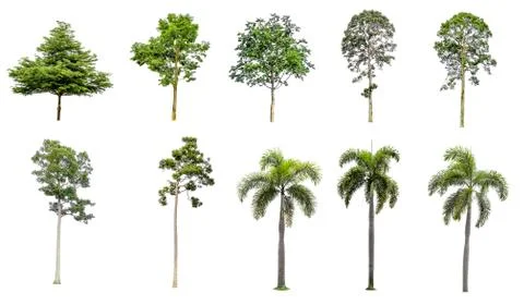 Ten tree branches on a separate white background. Foto stock