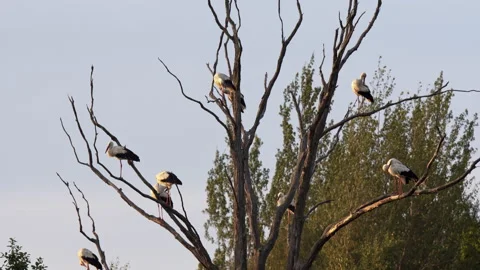 Ten white storks are sitting on a dead tree and arranging their feathers . Stock Footage 197681339