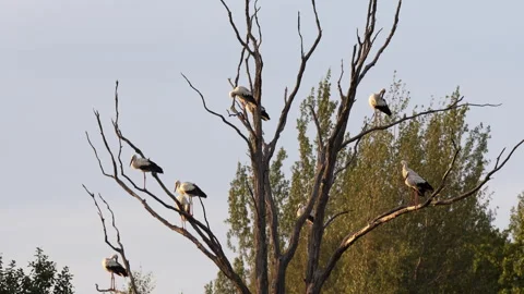 Ten white storks are sitting on a dead tree and arranging their feathers . Stock Footage 218260824