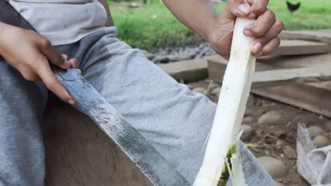 A ten-year-old boy in Ecuador cuts sugarcane with a huge machete. Ecuador Video stock 264022762