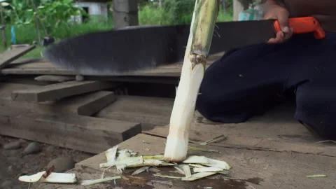 A ten-year-old boy in Ecuador cuts sugarcane with a huge machete. South America. Stock Footage 264022889