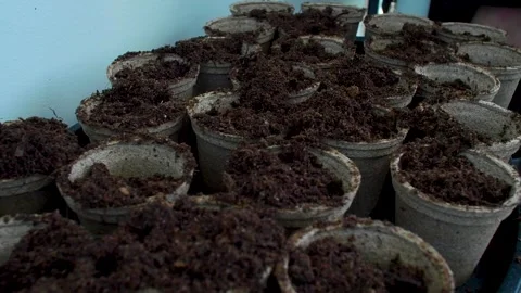 The tenacious gardener slips on a pair of protective gloves, digging their Stock Footage 243242500