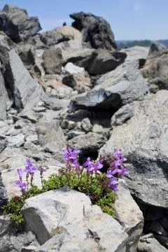 Tenacious plants Stock Photos