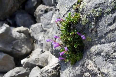 Tenacious plants Stock Photos