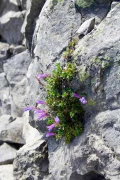 Tenacious plants Stock Photos