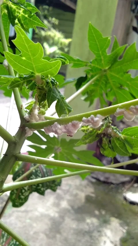 Tenacity of ants walking on leaf stems Video stock 218596198