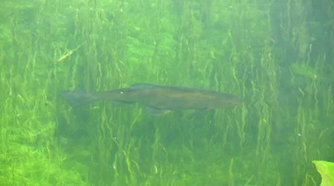 Tench in canal water Stock Footage 34290996