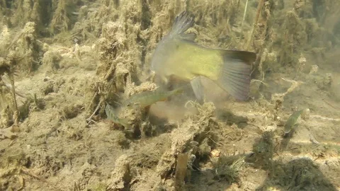 Tench, tinca tinca, perch, Perca fluviatilis Stock-Footage 86463501