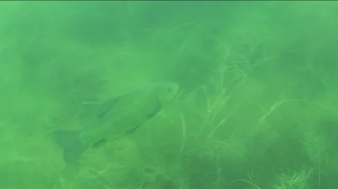Tench underwater Stock Footage 974702