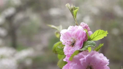 Tender almond tree branch with blossoming small pink flowers Stock Footage 129296177
