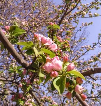 Tender apple tree on a spring day.blooming apple tree branch, pink flowers of Stock Photos