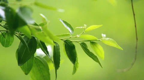 Tender branch close up Видео 38876953