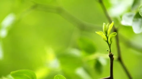 Tender branch close up Видео 38933516