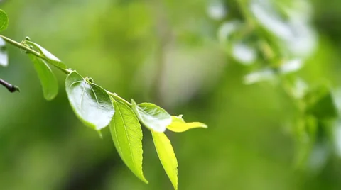 Tender branch close up Видео 38934833