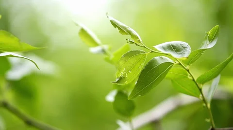 Tender branch close up Видео 38935478