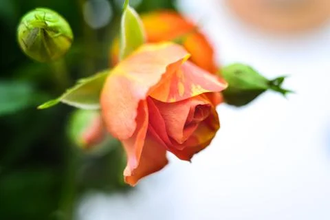 Tender Bud Stock Photos