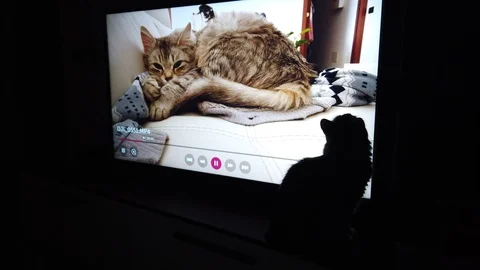Tender cat looking anothe cat at the television Vídeo Stock 123808386