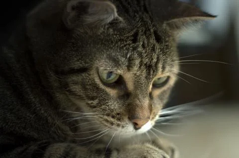 Tender cat profile pose in the shadow Stock Photos
