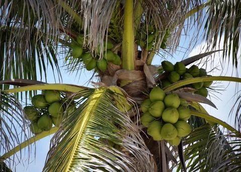 Tender coconut at a coconut tree Stock Photos