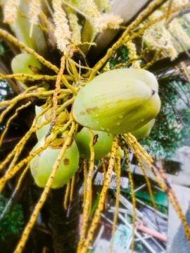 Tender coconuts group in a coconut tree and view from top. Stock Photos