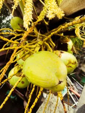 Tender coconuts group in a coconut tree and view from top. Stock Photos