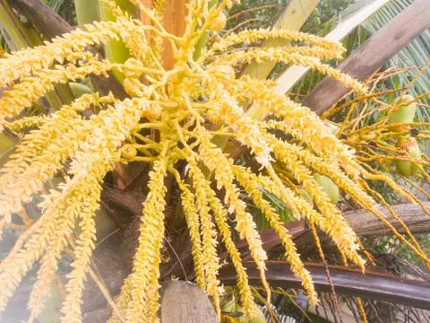 Tender coconuts in the tree with flowers in expanded condition. Stock Photos