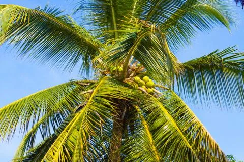 Tender Coconuts in the Tree Stock Photos