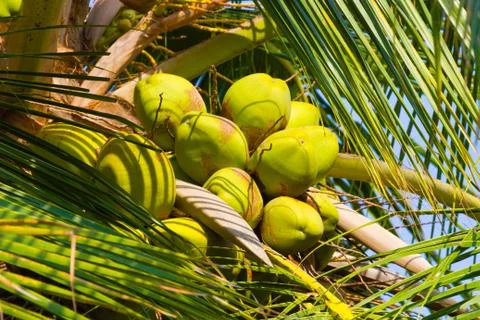 Tender Coconuts in the Tree Stock-Fotos