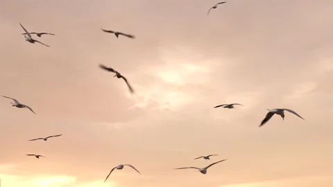 Tender colored sky after sunset over city, seagulls fly after watercraft, 스톡 동영상 229929498