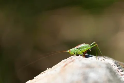 Tender cricket in ovulation 库存照片